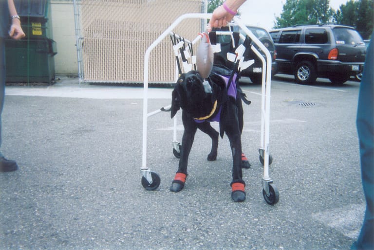 FCE in Dogs | Recovery in Large Breed Dogs | The Miracle of Bubba